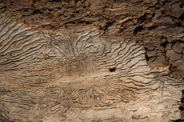 Struttura Albero Mangiato Dai Vermi Passaggi Insetti Modello Naturale Contesto — Foto Stock