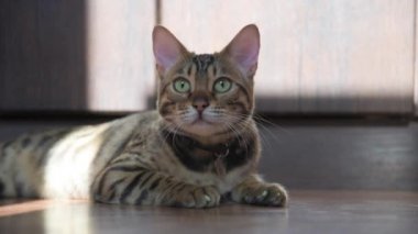 Bir Bengal kedisi kameranın önünde yatıyor. Hayvan, avını gözleriyle yakından takip eder. Oyun