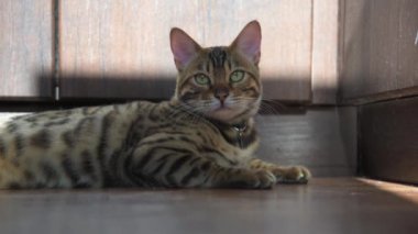 Bir Bengal kedisi kameranın önünde yerde yatıyor. Hayvan lense bakar..