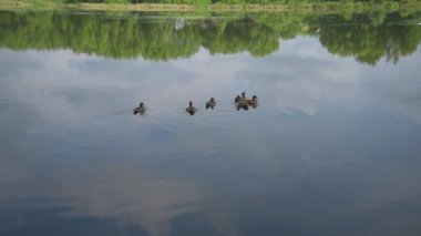 Ördekler su yüzeyinde yüzerler. Göl ya da göl. Yaban ördeği.