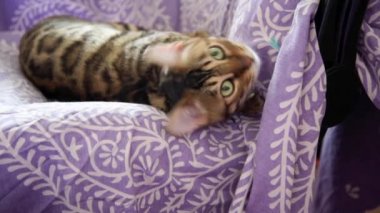 Kedi kameranın önünde yatar ve lense bakar. Hayvan gözbebekleri büyür ve büzülür. Kedi avını izler ve miyavlar..