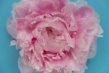 Yakın planda yağmur damlaları olan narin pembe şakayık çiçeği. Mavi