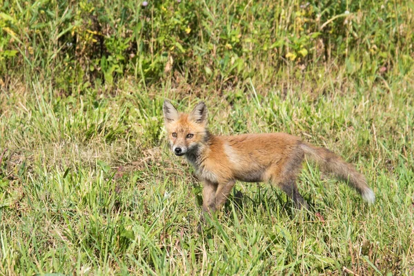 Un petit renard cherche de la nourriture sur le bord de la route. Le gamin maigre et sale a faim. Orphelins. — Photo