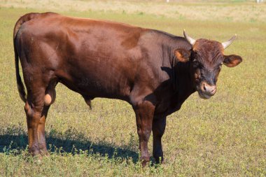 Çayırda genç bir boğa. Kahverengi hayvan dikkatle kameraya bakar..