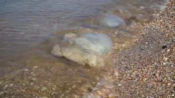 Medúza, partra sodródtak a tengeri hullámok. Halott tengeri lakosok. — Stock videók
