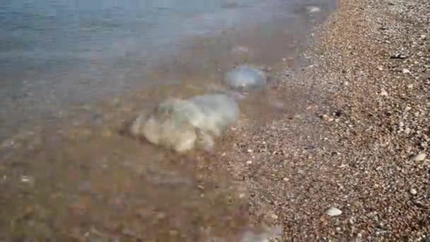 Jellyfish, washed ashore by sea waves. Dead sea inhabitants. — Stock Video