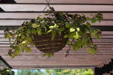 Asılı bir saksıda yeşil bitki. Dekoratif unsur. Ev dekorasyonu