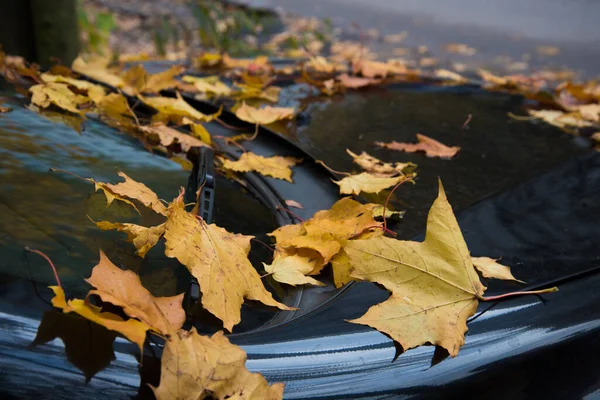 Яркие Осенние Листья Лежат Черной Машине Концепция Подготовки Автомобиля Осенне — стоковое фото