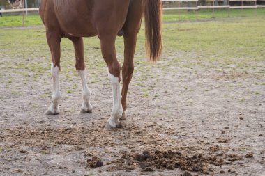 At gübresi yakın plan. Kavram. Atların arka planında gübre var.