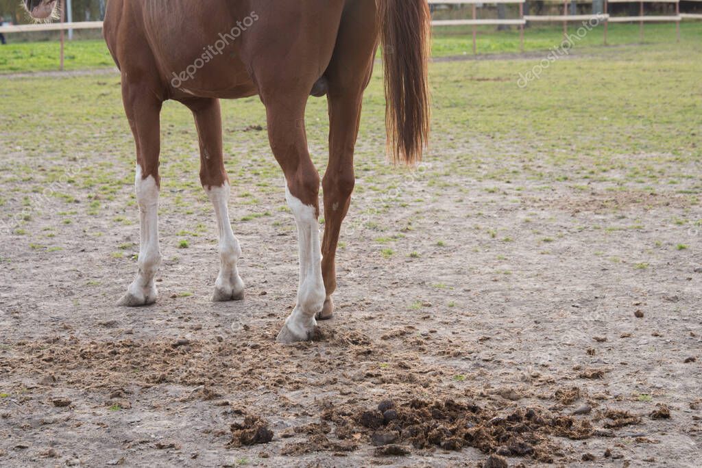 Primer plano del estiércol de caballo. Concepto. Estiércol en el fondo