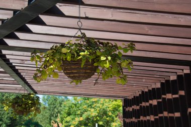 Asılı bir saksıda yeşil bitki. Dekoratif unsur. Ev dekorasyonu