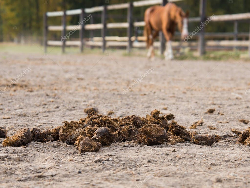 Primer plano del estiércol de caballo. Concepto. Estiércol en el fondo