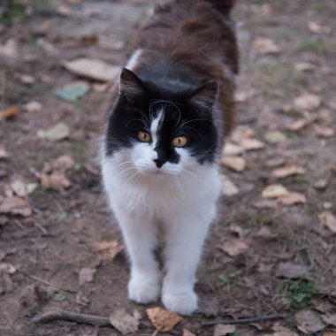 Kedi siyah ve beyaz renkli. Yakın plan portre