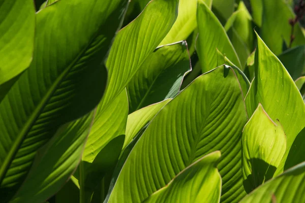 Великі Зелені Листя Крупним Планом Фон Текстура — стокове фото