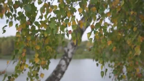 Des branches de bouleau aux feuilles vertes et jaunes oscillent dans le vent. Paysage d'automne par une journée venteuse. Une scène dans la zone boisée. — Video