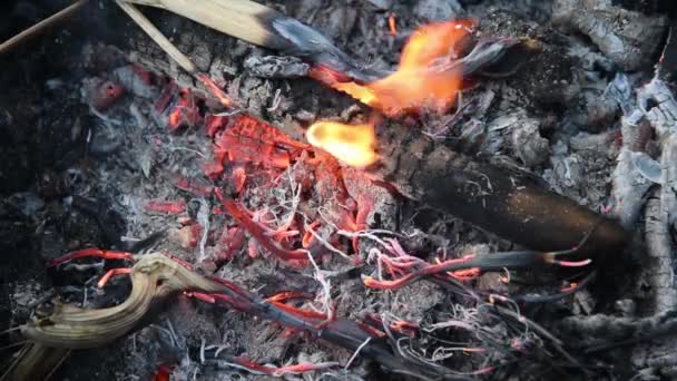 Embers dans le feu. Des branches sèches et minces ont été ajoutées au feu. — Video