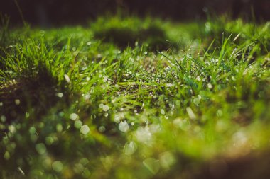 Bokeh ile doğal çime arka plan