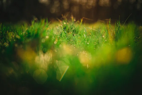 Abstrakta Naturligt Gräs Bakgrunden Med Bokeh — Stockfoto
