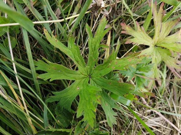 Çimenlerin üzerine yakın plan yeşil bir bitki..