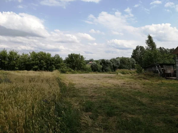 A plot of land in a village. Wheat grows. Quiet place. next to the old building.