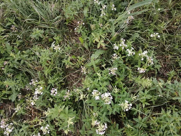 Bulutlu bir yaz gününde yerde küçük çiçekler