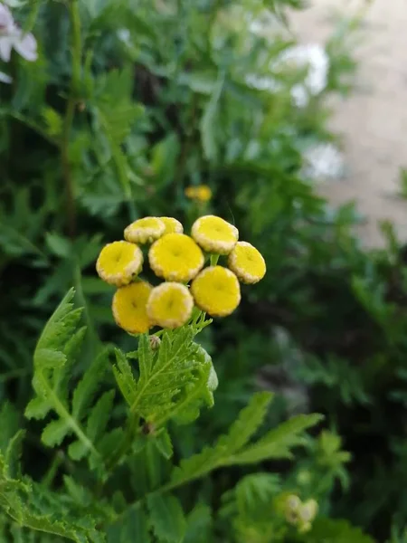 Sarı Çiçekli Yakın Plan Yumuşacık — Stok fotoğraf