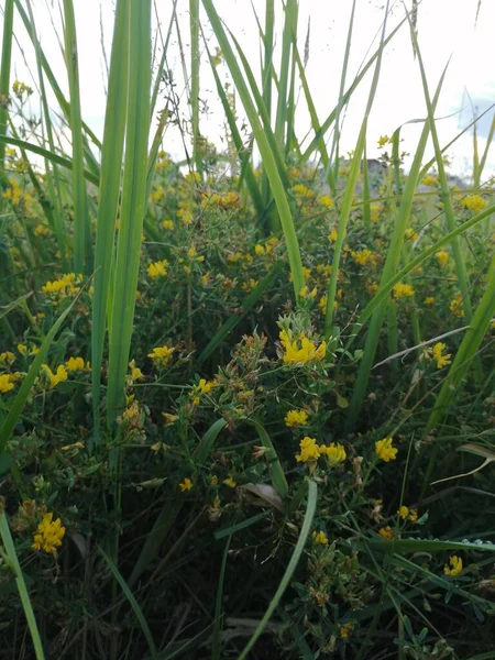 Sarı küçük çiçekler yakın plan.