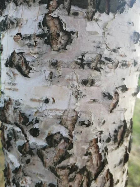 Birch kabuğu yakın plan..