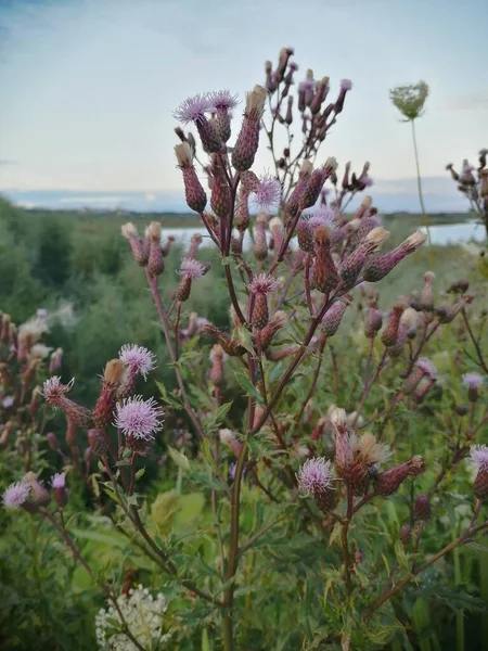 Küçük devedikeni çiçekleri yakındır..