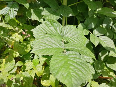Böğürtlensiz genç bir ahududu dalı.