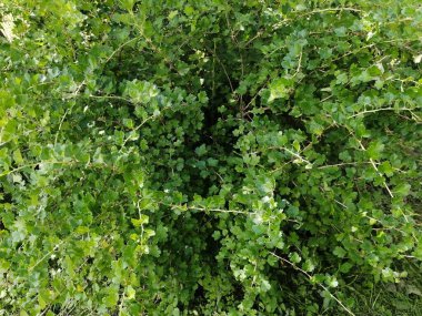 Ağaçlarda böğürtlen olmayan Bektaşi üzümü çalısı.