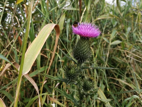 Yaban arısı deve dikeni..