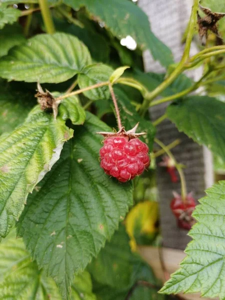 Bir dalda taze bir ahududu.