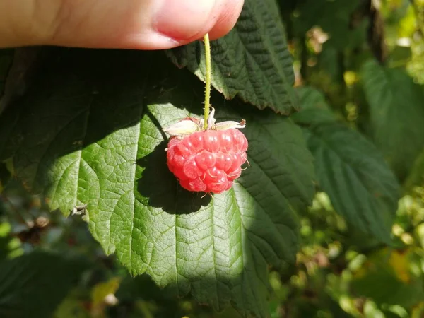 Bir dalda taze bir ahududu.