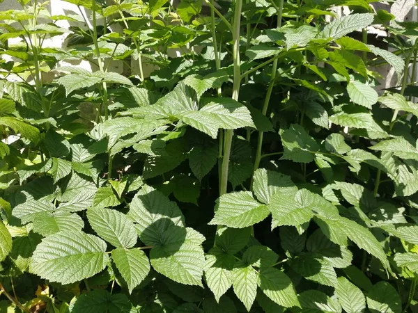 Böğürtlensiz genç ahududu çalıları.