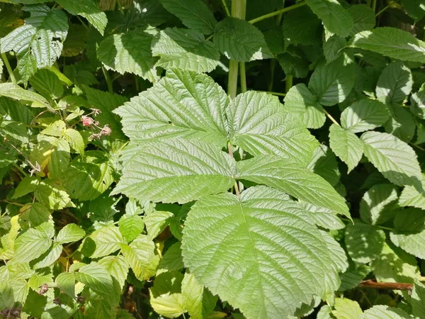 Böğürtlensiz genç bir ahududu dalı.