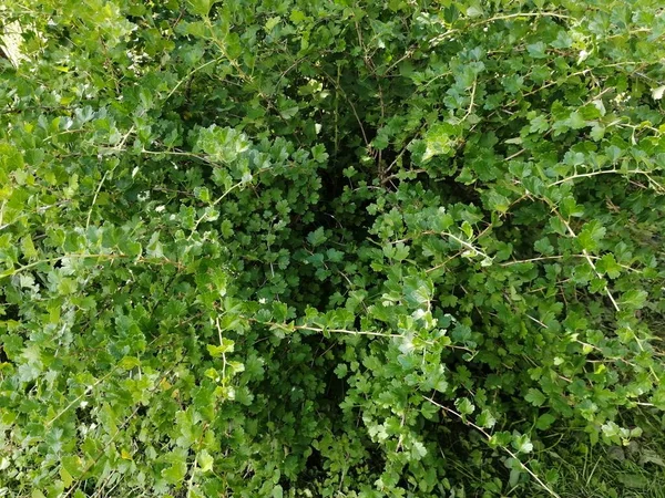 Ağaçlarda böğürtlen olmayan Bektaşi üzümü çalısı.