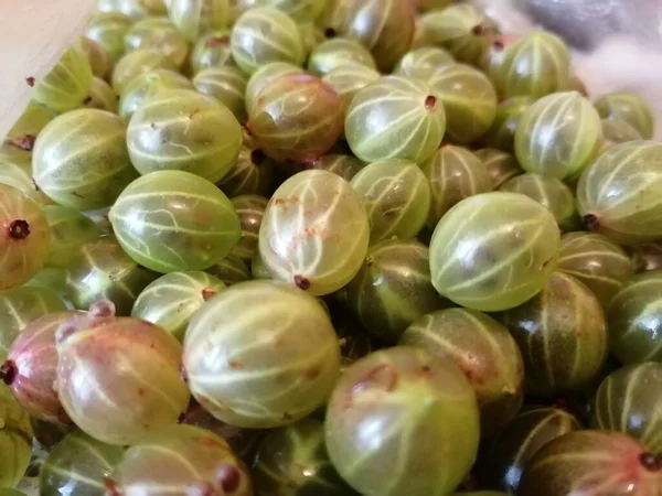 Bektaşi üzümü meyveleri toplandıktan sonra yakından. Bektaşi üzümlü Krasnokamenskiy..