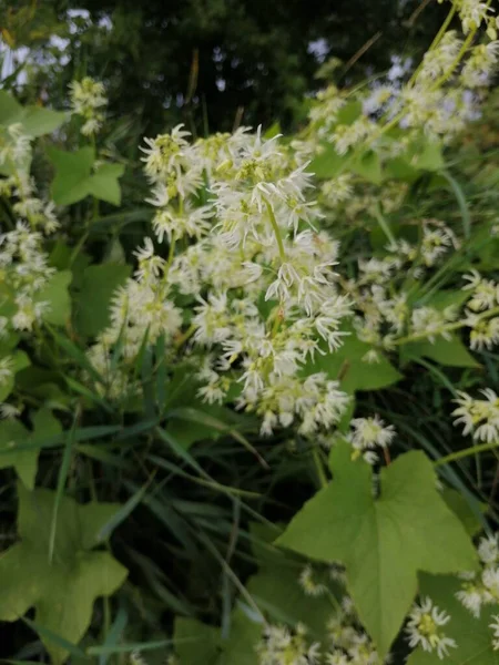 Küçük beyaz çiçekler yakın plan..