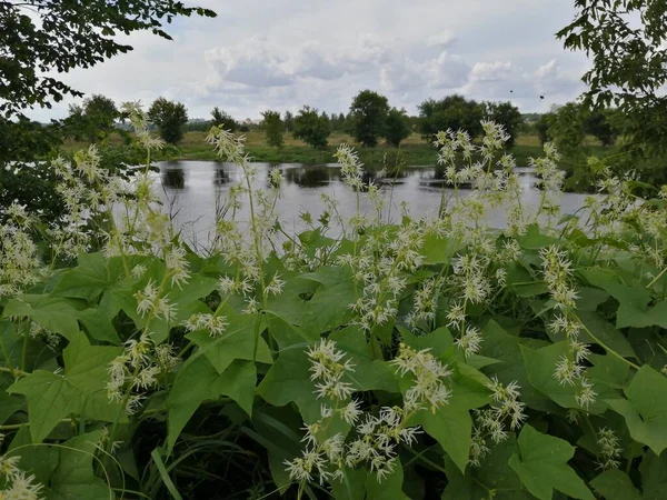 Nehrin arka planında güzel, küçük çiçekler.