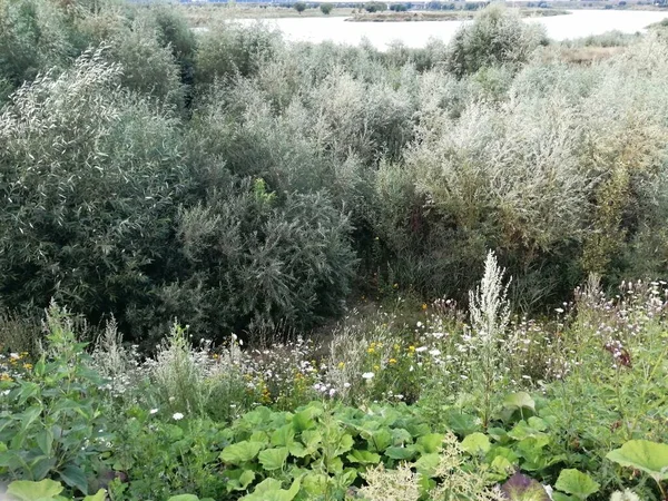 Nehir kıyısındaki çalılar