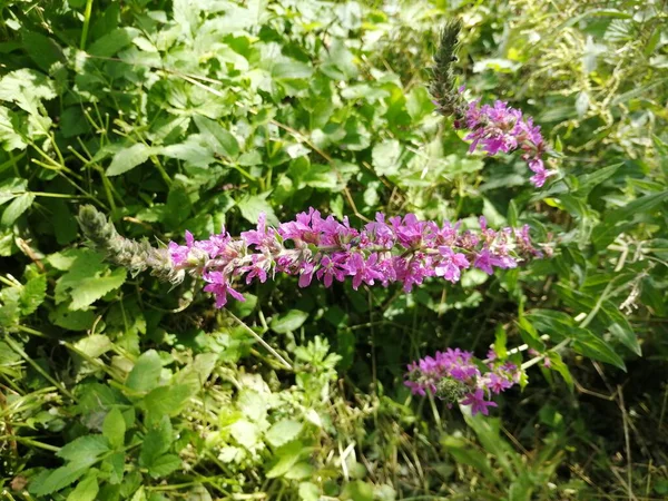 Küçük çiçekler kapanıyor.