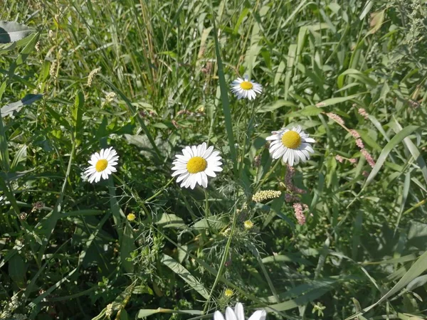 Güneşli bir yaz gününde papatya çiçeği açıyor..