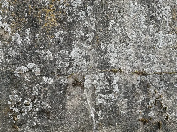 Taşta bir çatlak. Yosun kaplı taş..
