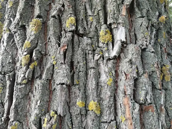 Кора Дерева Крупним Планом Плаче Верби — стокове фото