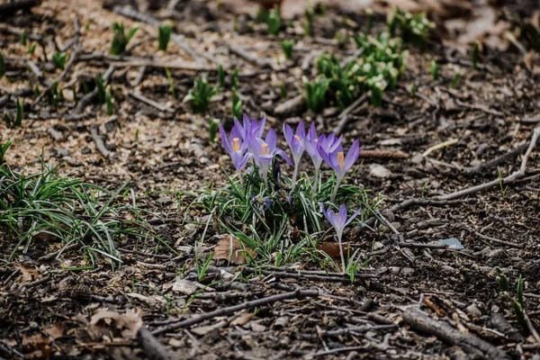 Grup birlikte çim Brooklyn Botanik bahçesi içinde büyüyen güzel ihale kardelen. Ekoloji ve doğa kavramının güzellik.