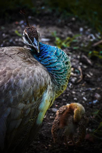 Női Peahen Csaj — Stock Fotó