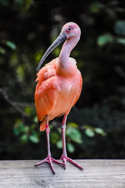 Ahşap çit üzerinde Scarlet Ibis duran arka plan bulanıklık