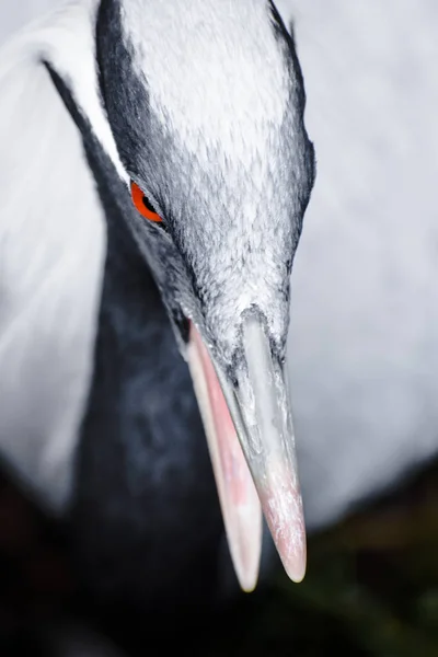 Telli turna closeup kırmızı göz ile