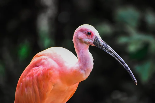 Ahşap çit üzerinde Scarlet Ibis duran arka plan bulanıklık